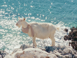 BENEDICT MEYER ZU STROHE