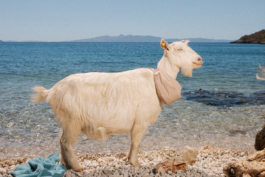BENEDICT MEYER ZU STROHE