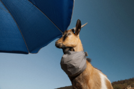 BENEDICT MEYER ZU STROHE